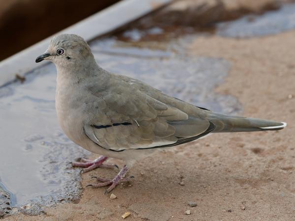 Picuiduif (Columbina picui)